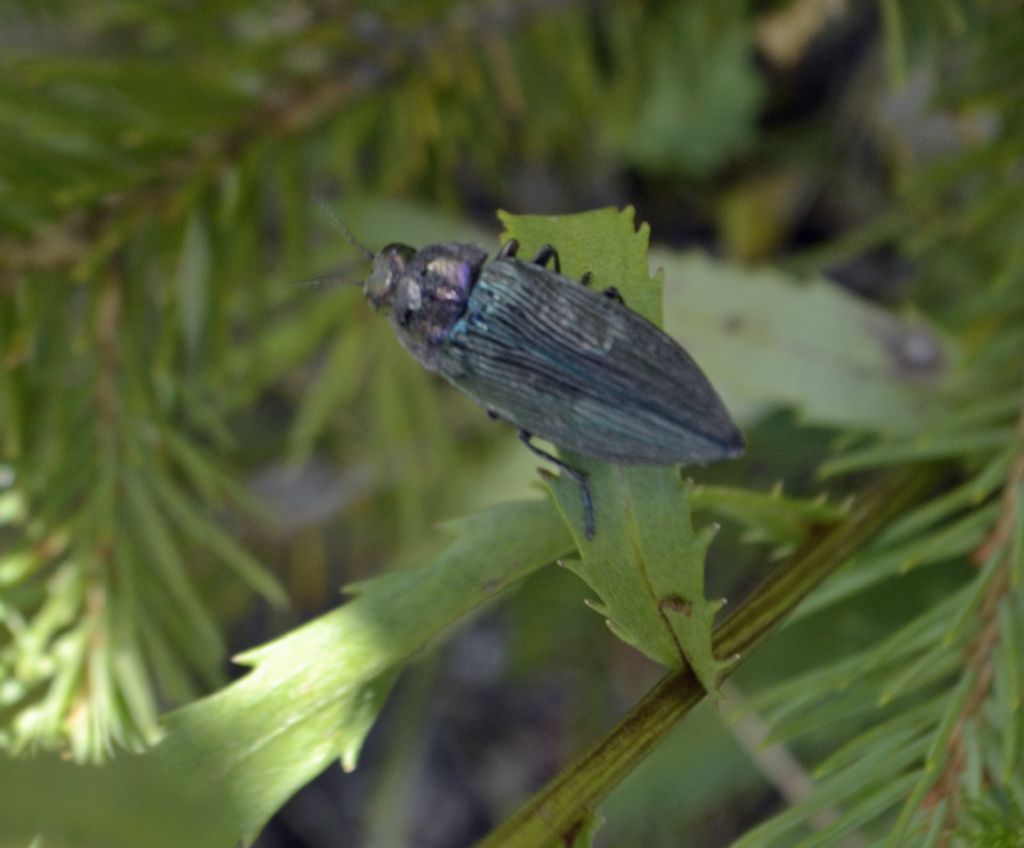 Coleottero  id. - Buprestis rustica ssp. rustica
